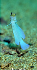 SeaLife DC1400, natural light. by Arun Madisetti 